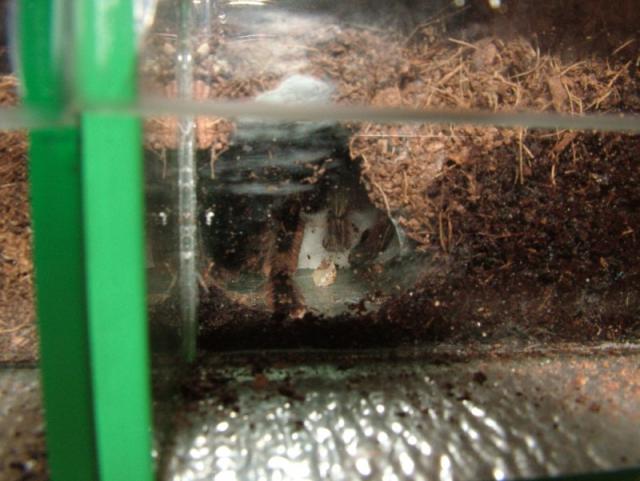Poecilotheria ornata