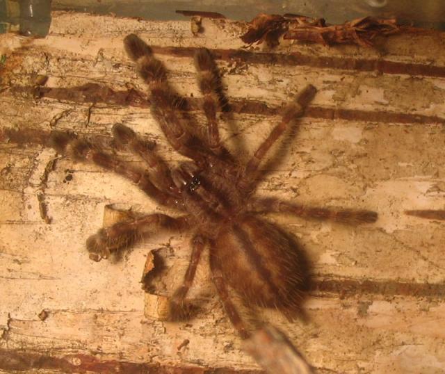 Poecilotheria regalis