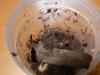 poecilotheria_t1.jpg
