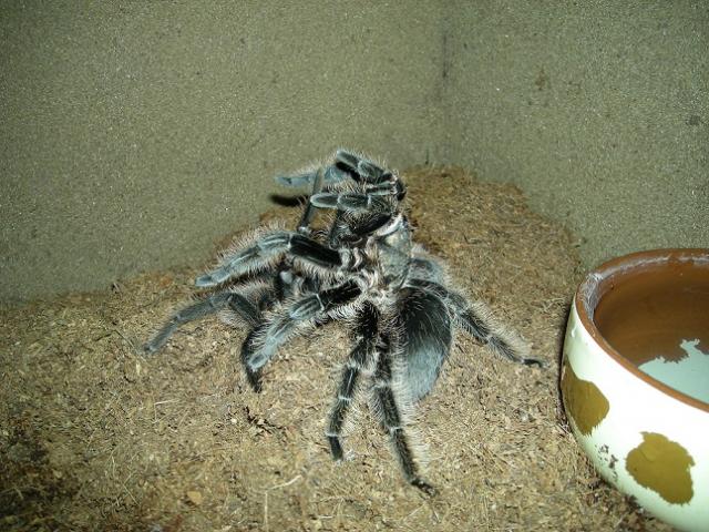 B. Albopilosum poruojasi