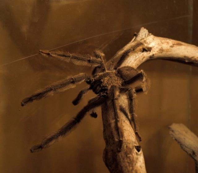 P. irminia 