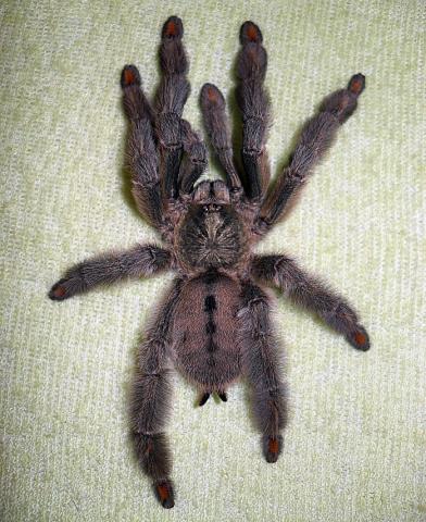 P.Cambridgei