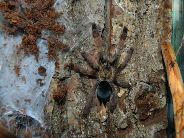 Psalmopoeus Pulcher