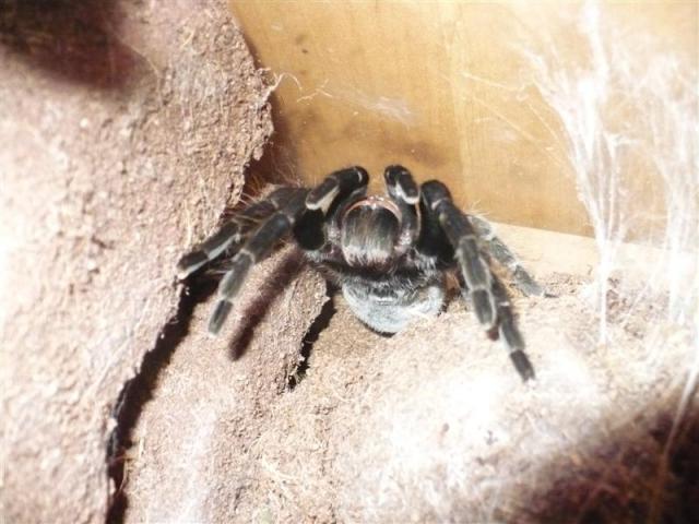 B. vagans
