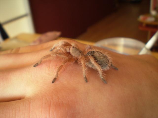 G. rosea