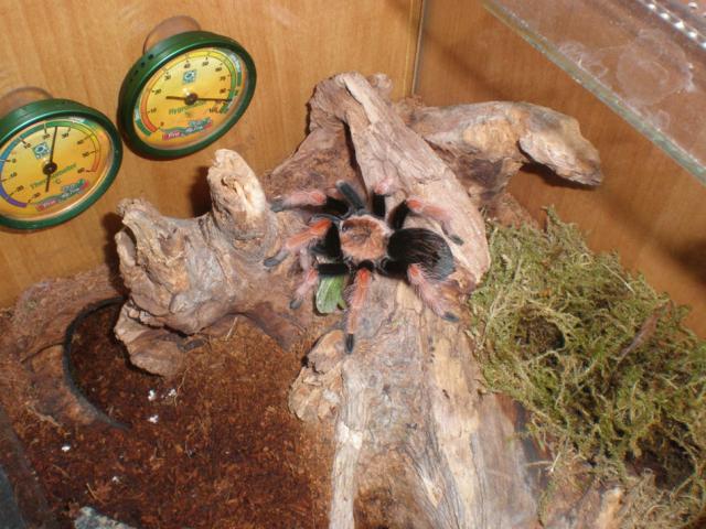 B. boehmei