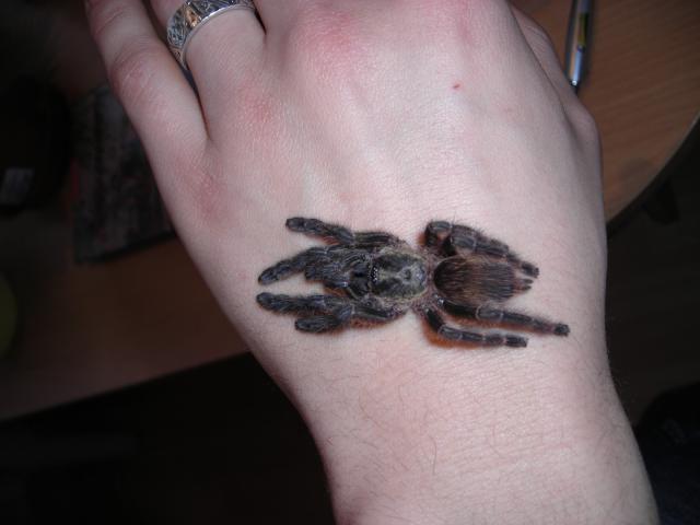 p.reduncus