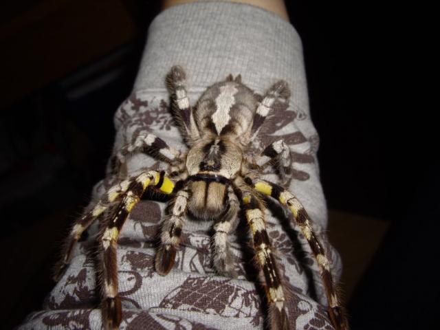P. regalis patelė