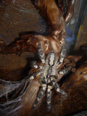 P. regalis