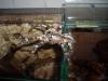 regalis2_t1_1.jpg