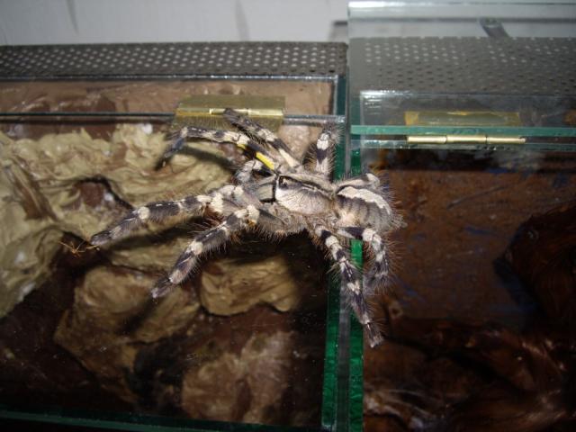 Bėga