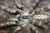 regalis_t1_1_2.jpg