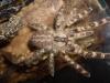 regalis_t1_1_2_3.jpg