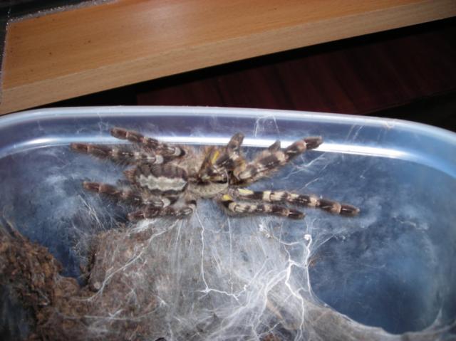 p.regalis