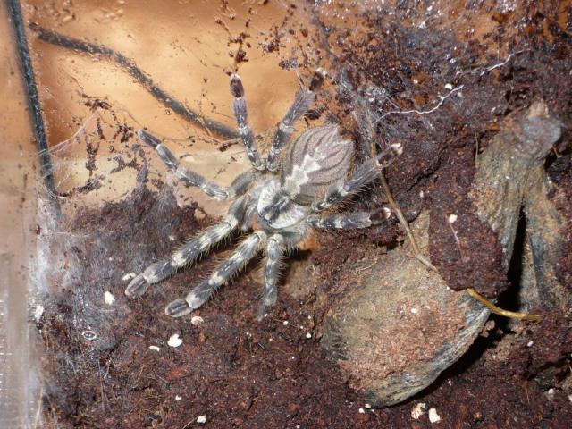 Poecilotheria regalis