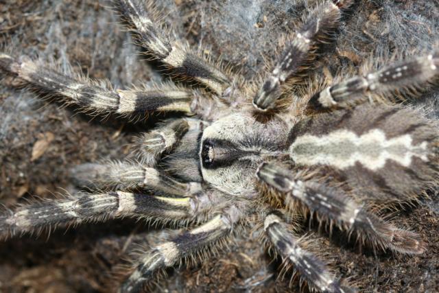 P. regalis