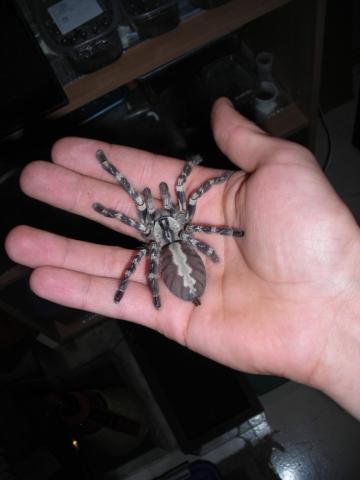 P. regalis
