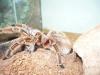 rosea_t1_1_2_3_4_5.jpg