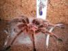 rosea_t1_1_2_3_4_5_6_7_8.jpg
