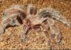 rosea_t1_1_2_3_4_5_6_7_8_9_10.jpg