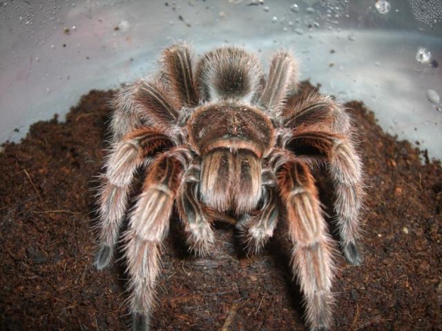 G. rosea