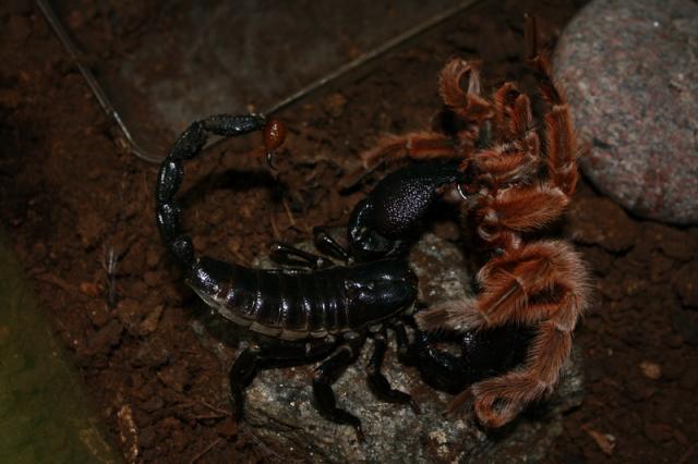P. imperator, G. rosea