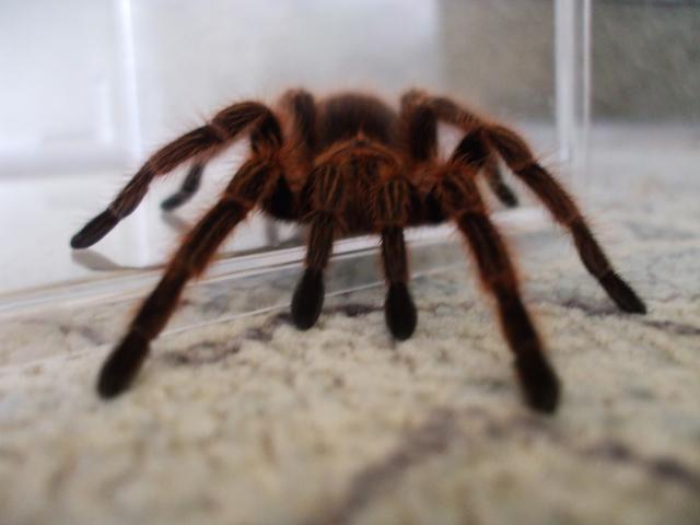 Rosea