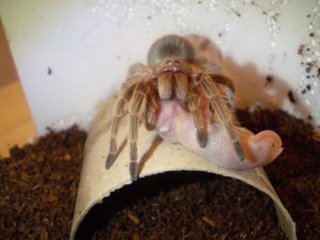 G.Rosea