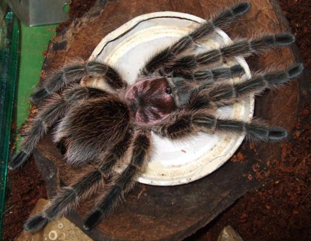 Grammostola rosea