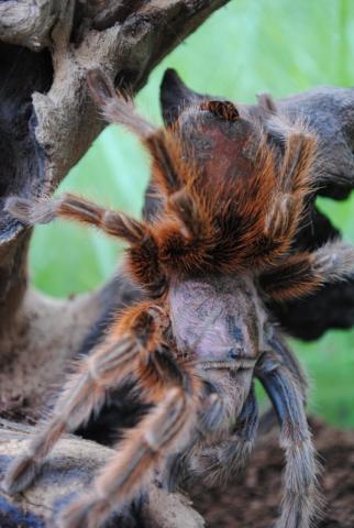 Pastresavus