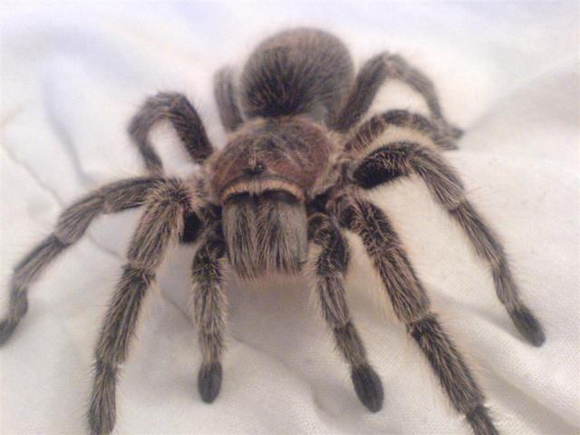 G.Rosea