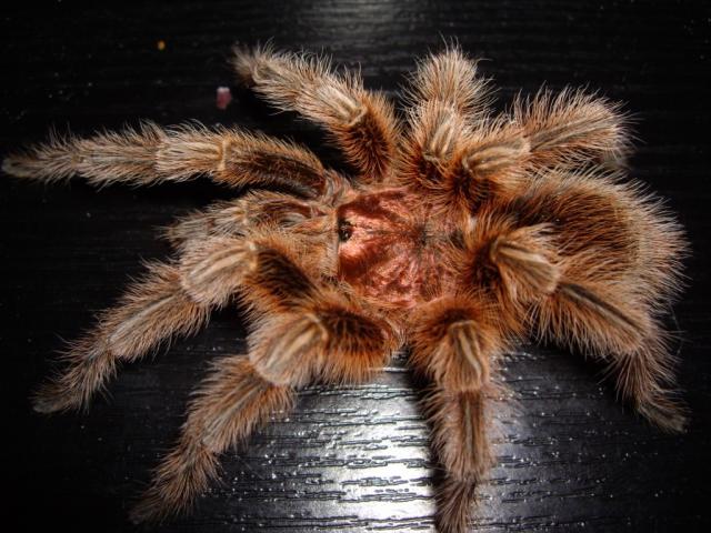 rosea