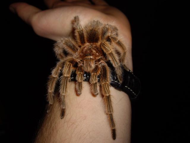 G. rosea