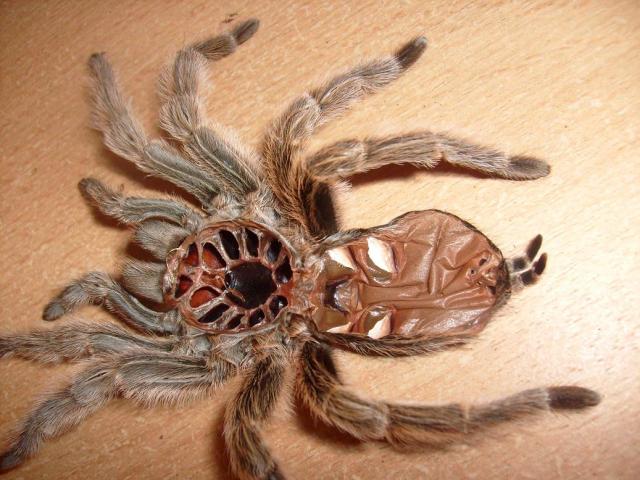 G. rosea išnara