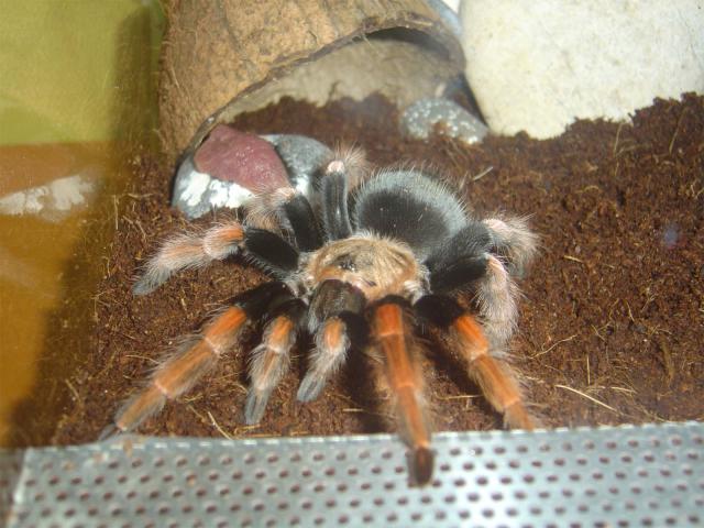 Brachypelma boehmei