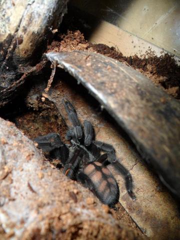 P. irminia