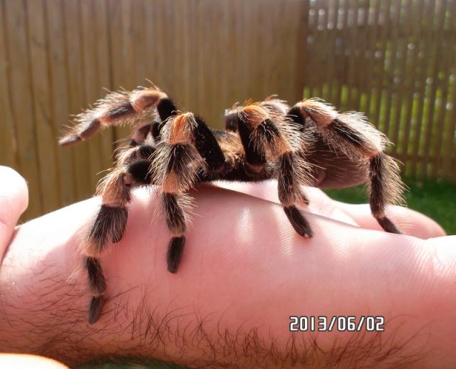 B.Smithi