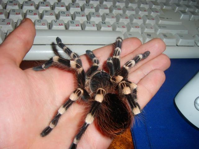 A. geniculata