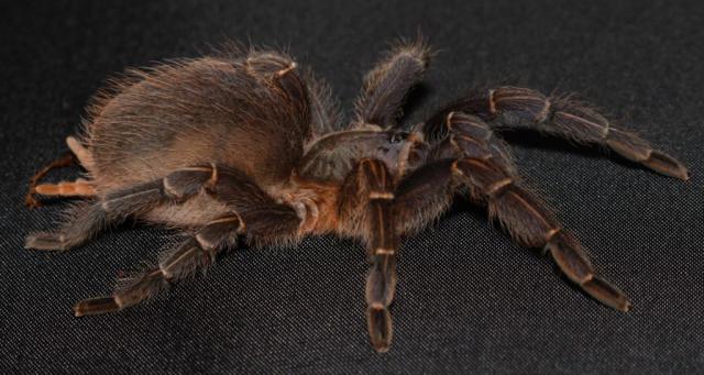 Aphonopelma Seemani