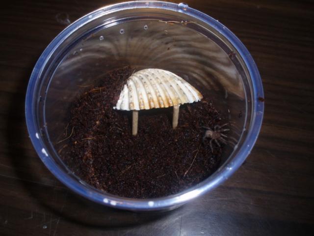 Brachypelma smithi