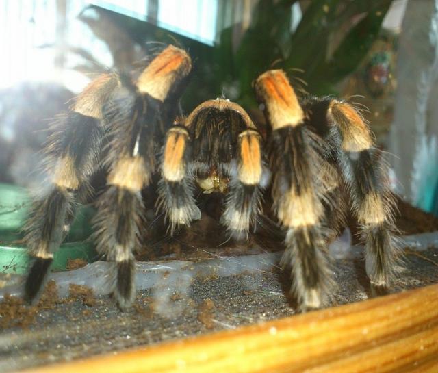 Smithi
