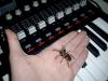 smithi11_t1.jpg