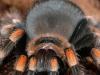 smithi1_t1.jpg