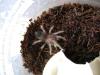 smithi_1_t1_1.jpg