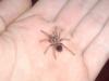 Spausk peržiūrai smithi_1_t1_1_2_3.jpg
