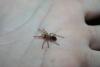smithi_1_t1_1_2_3_4.jpg