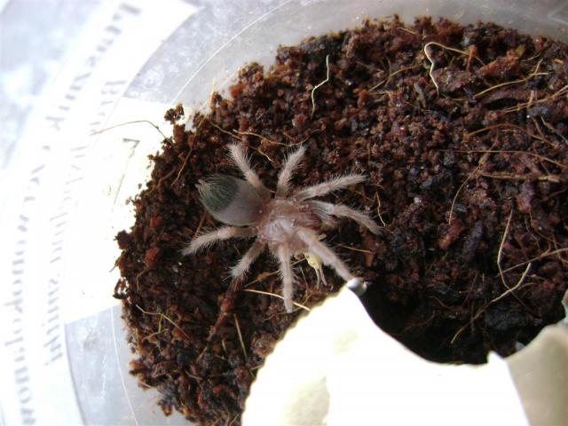 B. smithi L4
