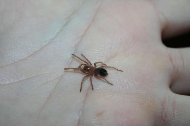Brachypelma smithi
