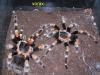 smithi_t1.jpg