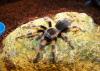 Spausk peržiūrai smithi_t1_1_2.jpg